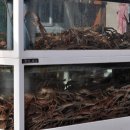 송림 회 식당 Daum카페