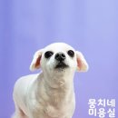 애니네 반려견 미용실 이미지