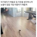 돼지의집 - 영등포구 국회대로28길 13-1 | 돼지의집