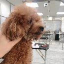 깍고밀고이발 | 큐브애견미용학원 - 강아지 발톱깍기 등 위생 미용 후기