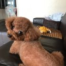 주코코