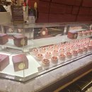 한스 강아지방 이미지