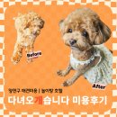 양천구 신정동 애견미용 목동 애견유치원 | 다녀오개습니다 말티푸미용 후기