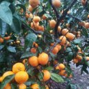 달콤하니 이미지