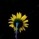 해바라기의꿈 이미지