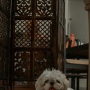 아이콘 동물병원 이미지