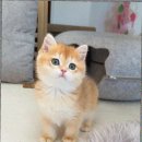 캣스토리 고양이분양 일산본점 이미지