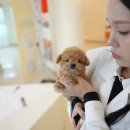 소문난 강아지 이미지