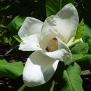 Magnolia Daum카페