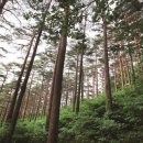 소나무산촌마을