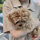 멍보드레 이미지