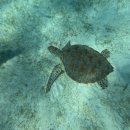 산들약국 | 세친구투어와 함께한 3박 5일 보홀 여행기