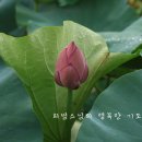 약사선원 네이버블로그