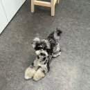 언니네 펫 이미지