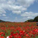 용수골꽃양귀비축제 | 강원도 원주 용수골꽃양귀비축제 방문후기