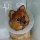 더클래스동물메디컬센터 | 분당 24시 동물병원, 정자동 더클래스동물메디컬센터 야간진료 내돈내산