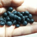 장전서당골 영농조합법인 이미지