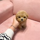 럽댕 강아지분양 이미지