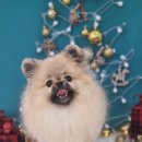 나에개, 반하냥 이미지