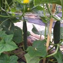 이글농장 이미지