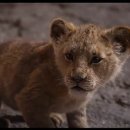 Lion King 이미지