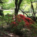 사라져가는 것은 아름답다​.... Colors of the land - A tall tree - Dan.Siege 이미지