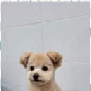 멍멍살롱 | 익산강아지미용 믿고 맡길 수 있는 멍멍살롱 후기