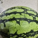 수박.참외등 여름과일 재배소감요.. 이미지