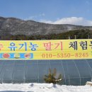 조안농장 Daum카페