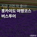 [내일투어 일본여행 후기] 홋카이도 삿포로 금까기 3박 4일 비에이 후라노 버스투어 자유여행