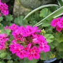 산고운펜션 이미지