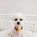 멍실멍실 이미지