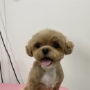 월 스트리트 애견유치원 이미지