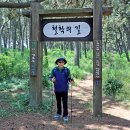 신안 증도 '우전해변 해송 숲길'[26. 7, 12] 이미지