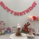 핫도그 반려견 유치원 이미지