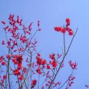 봄나루작은도서관 | 김해 매화 공원 용당나루 주말 주차 개화 실시간 상동 강변 매화축제 아기랑 방문