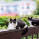 알퐁스펜션 이미지