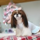 하니하우스 이미지