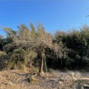 광석면 사월1리마을 이미지