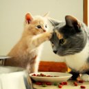 이쁜냥이 이미지