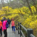 431회 일요걷기 (4월10일) 개나리 벚꽃동산길 (안산 궁동산능선 경의선숲길 와우산 공민왕사당)걷다1(참가자명단) 이미지