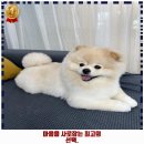 일보시개 24시 애견호텔&애견유치원 이미지