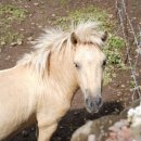 선흘아이 이미지