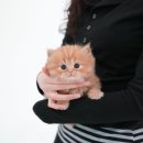 부산고양이분양 미유펫 이미지