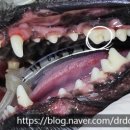 해운대조은동물병원 이미지