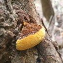 황금버섯 이미지