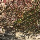 수원-1977 이미지