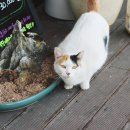 늘푸른흑염소2농장 이미지