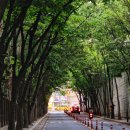 Urban Serenity: The Tree-Lined Streets 이미지