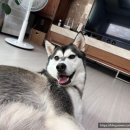 베일리펫케어 이미지